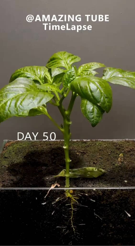 ピーマンの種を植えて観察