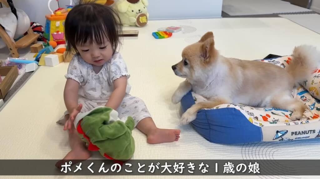 ポメくんのことが大好きなゆずちゃん