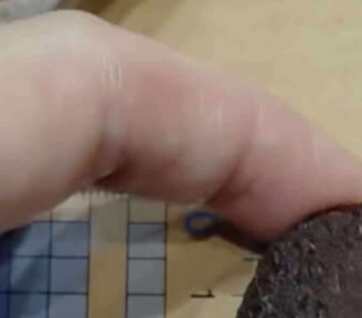 お昼に食べたアボカド→種を植えて10年後……　目を疑う光景に「初めて見ました」「うらやましい」（1/3） | ライフスタイル ねとらぼ