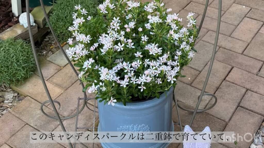 キャンディスパークルは二重鉢にしています