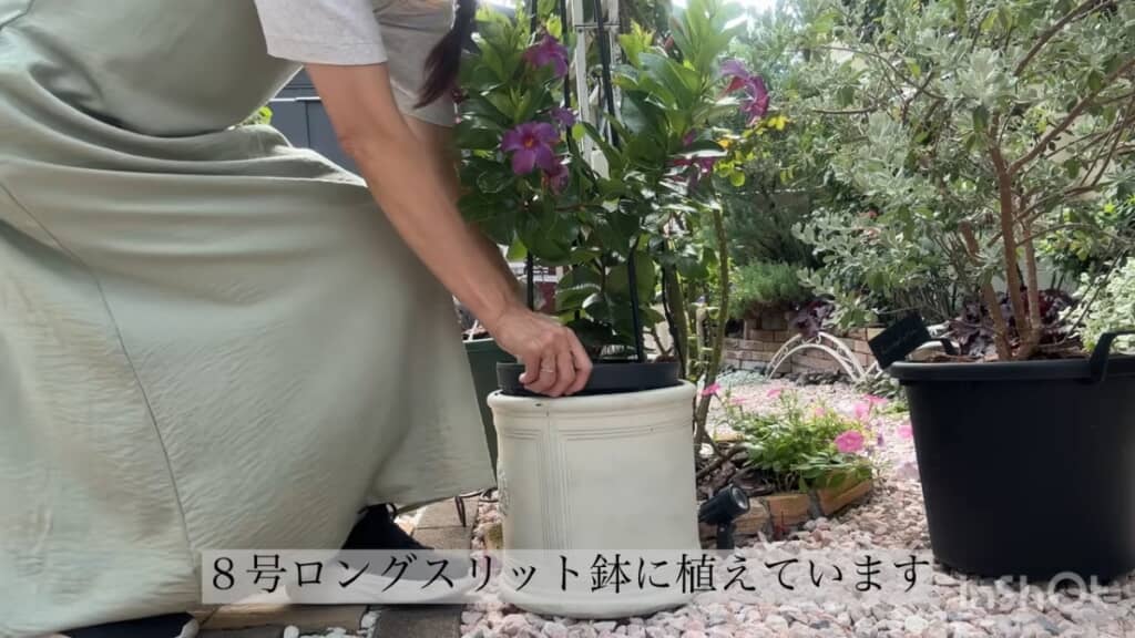 サンパラソルも二重鉢です