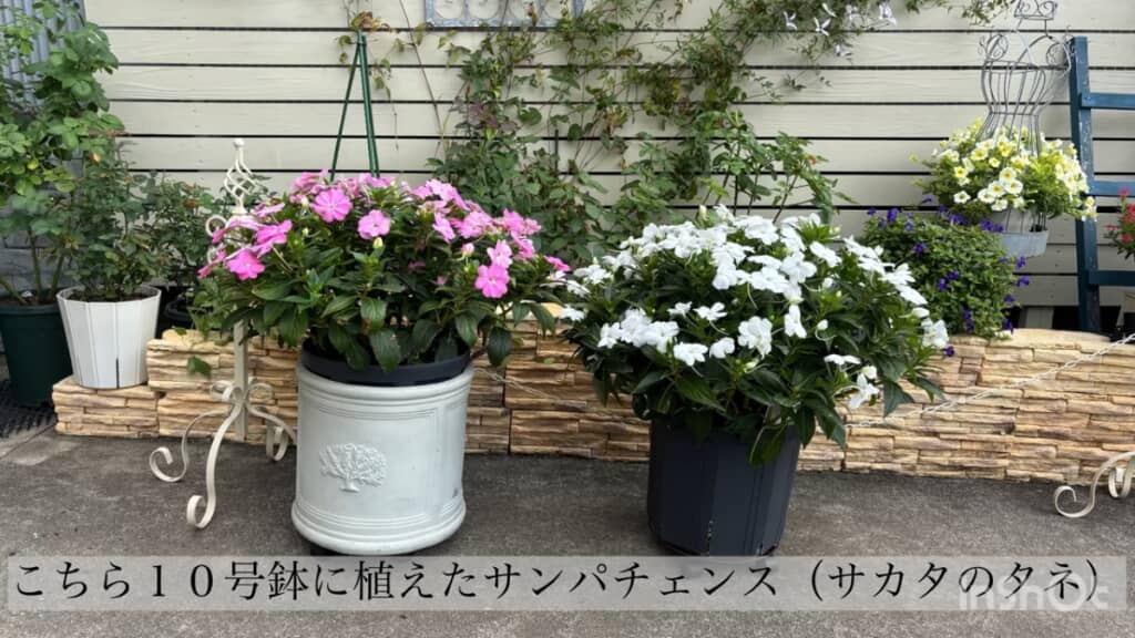 10号鉢のサンパチェンス