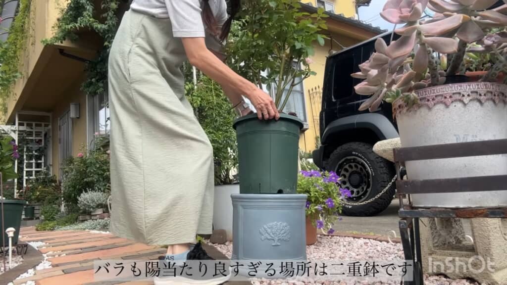 バラも日当たりが良すぎる場所は二重鉢です