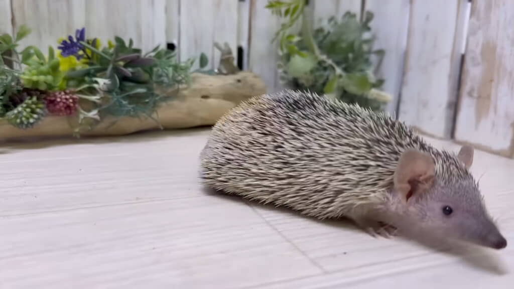 ハリネズミではなく「ヒメハリテンレック」