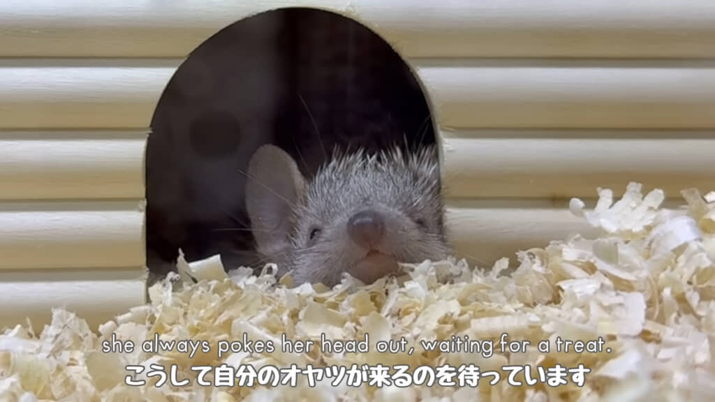 おやつ待ち中のタワシちゃん。大好物はミルワーム