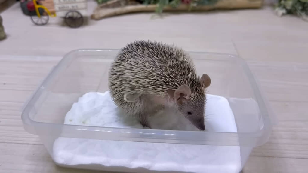 わき腹をゴシゴシ！