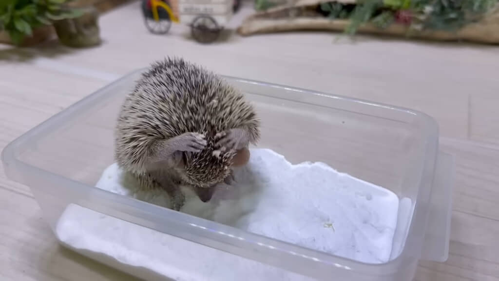 頭を砂でわしゃわしゃ