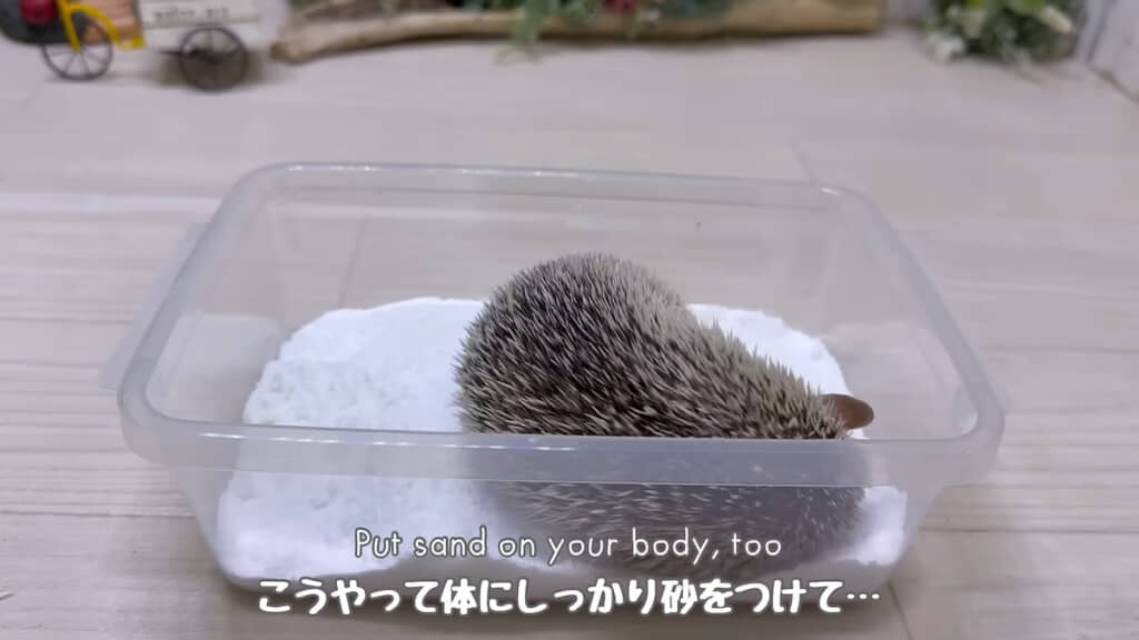 横になって砂を体にこすりつける