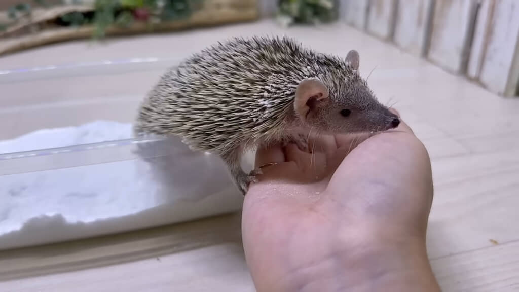 満足して飼い主さんの手へ
