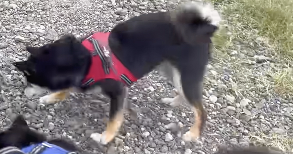 犬の散歩中、草むらから突然…… 「涙でました」出てきた“驚きの生物”に「切ない」「こんな事ってあるんですね」(1/3) | 犬 ねとらぼ