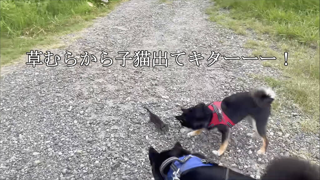 ちっちゃな子猫に遭遇!