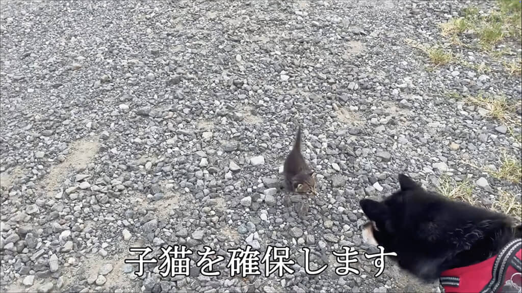 保護することに