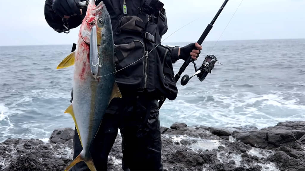 ヒラマサを釣り上げることに成功しました!