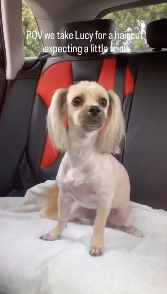 トリミング後のルーシー