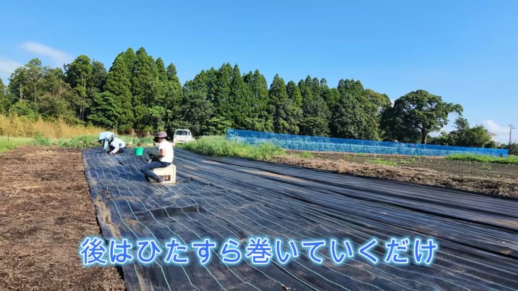 畑に敷いた防草シートを回収する様子