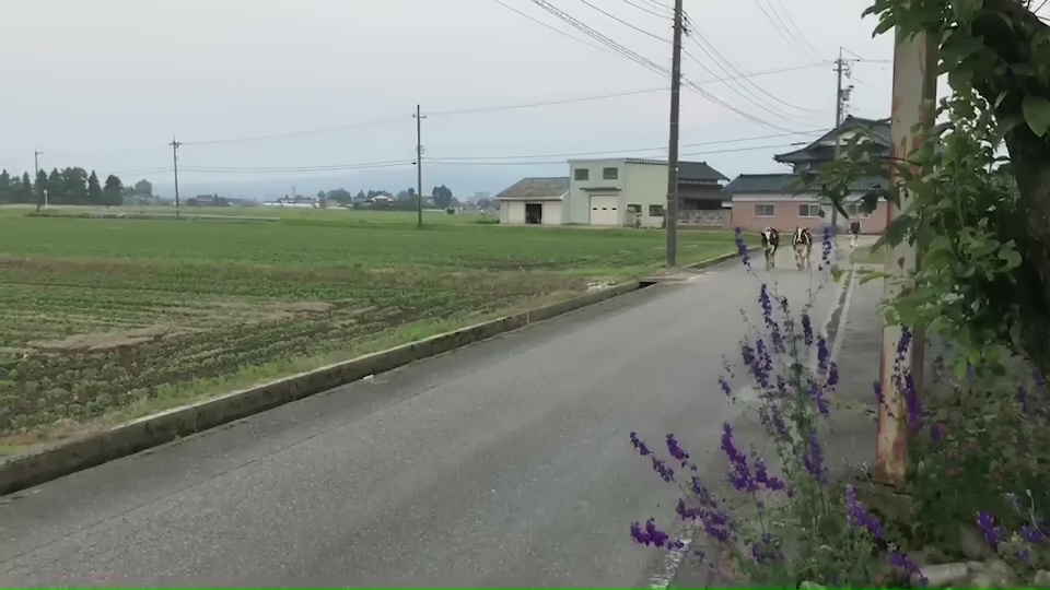 自宅の前にある真っすぐな道路