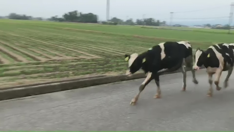 道路上を駆け抜ける牛