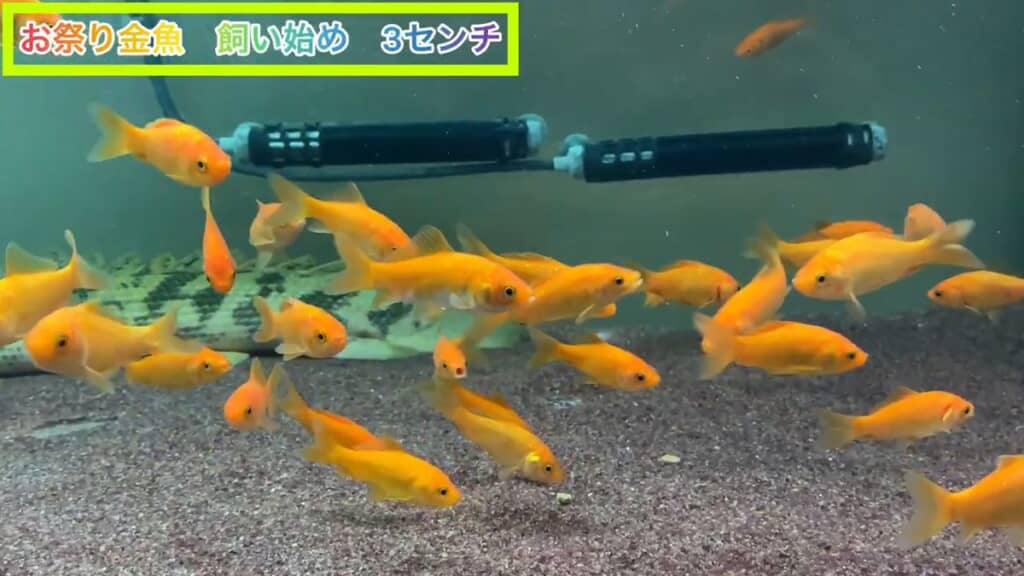 大型魚のエサにするため買った大量の金魚