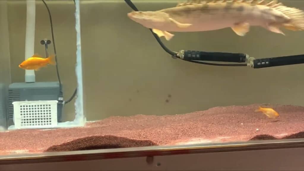 食べられずに生き残った2匹の金魚