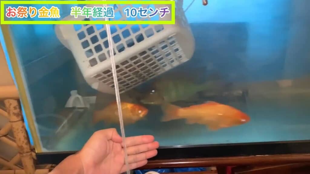 飼育して半年が経過し体長10センチになった2匹の金魚