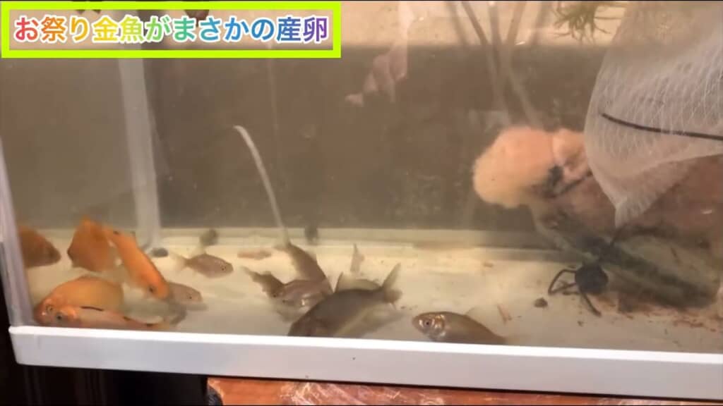 生き残った2匹から生まれた金魚の子ども