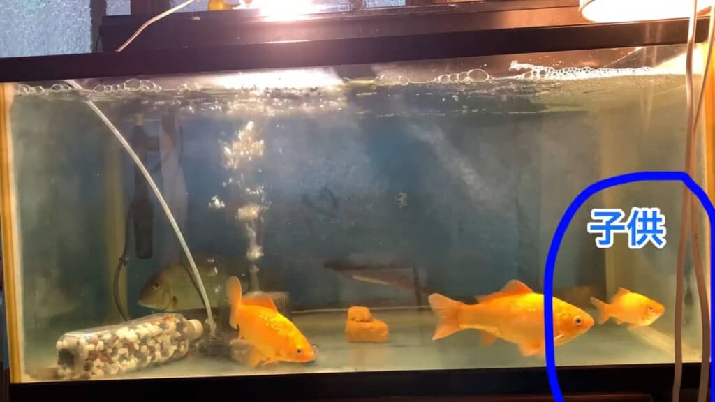 親と同じ水槽で暮らしている1匹の子ども金魚
