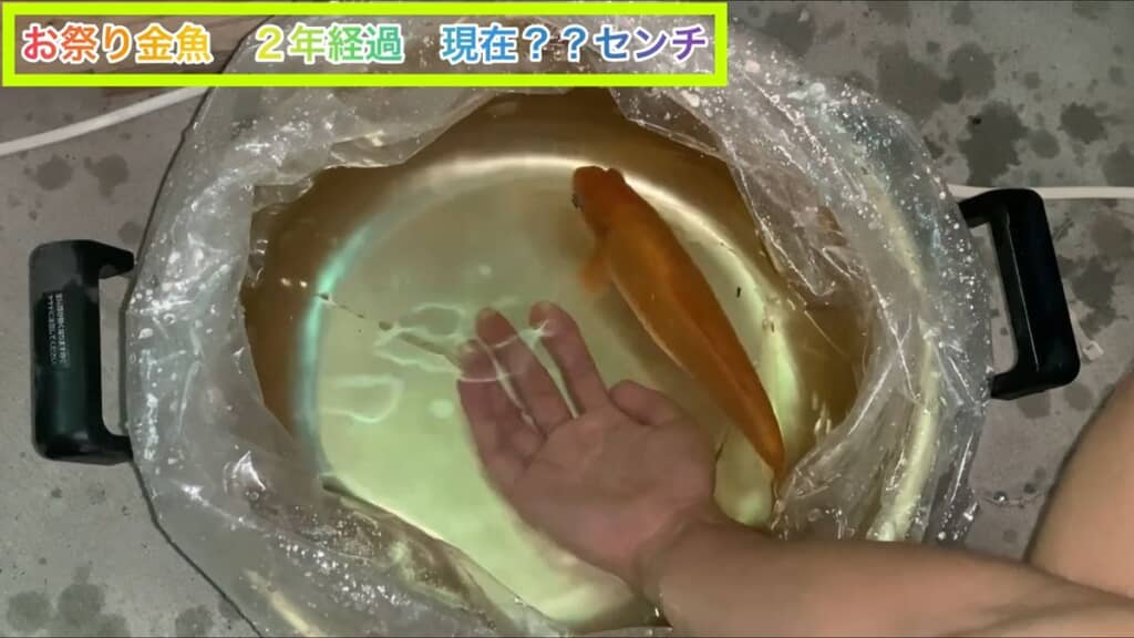 2年が経過し投稿者の手より大きくなった金魚