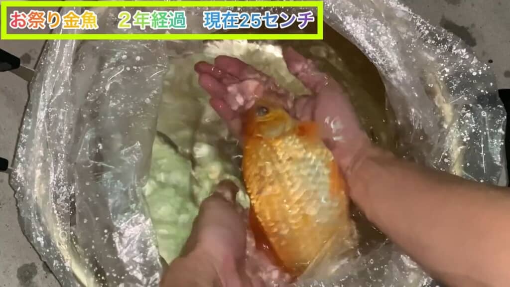 両手で支えないと持ち上げられない体長25センチの金魚
