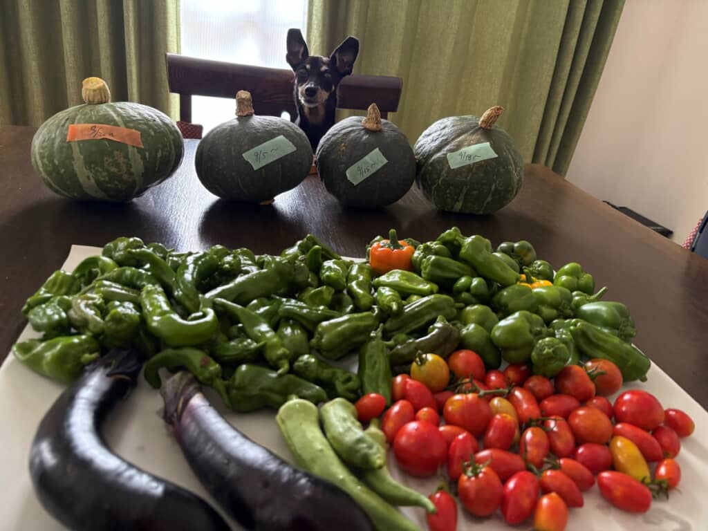 ピカピカの野菜が沢山!