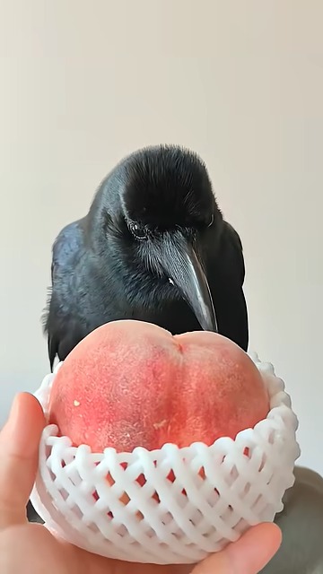 黒一色の羽や瞳が本当にきれい