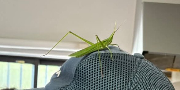 頭の上にバッタが乗っている