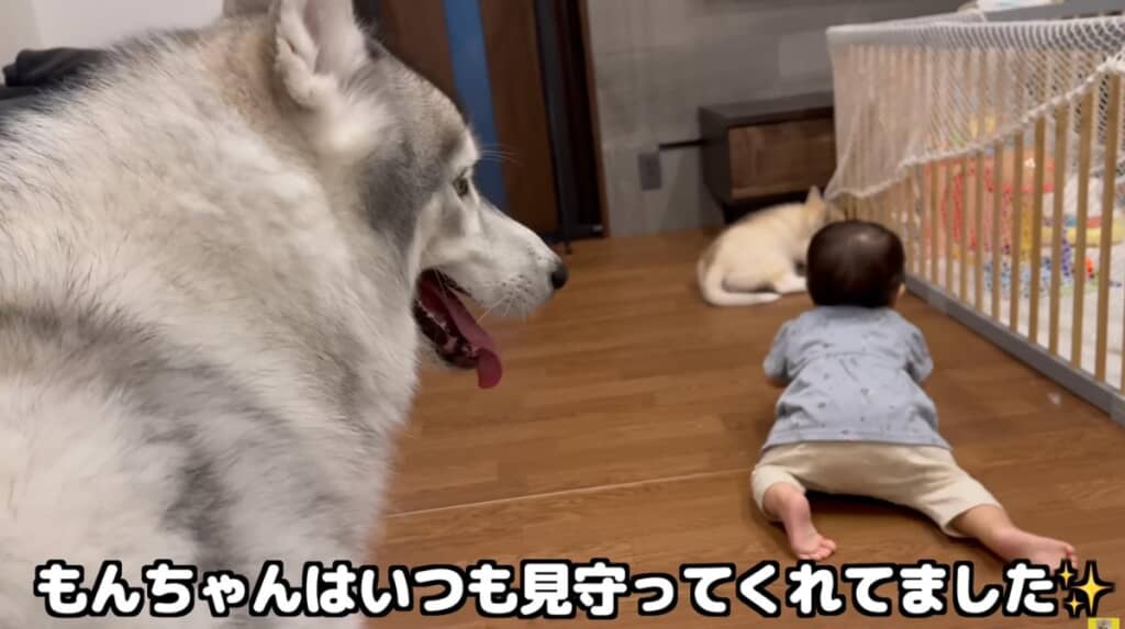 長男のもんちゃんも見守ってくれていました