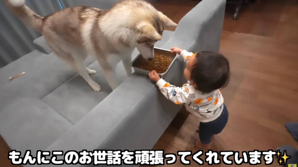 上手にごはんをあげたり