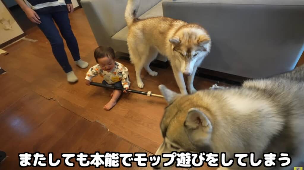 抜け毛の掃除をしたり