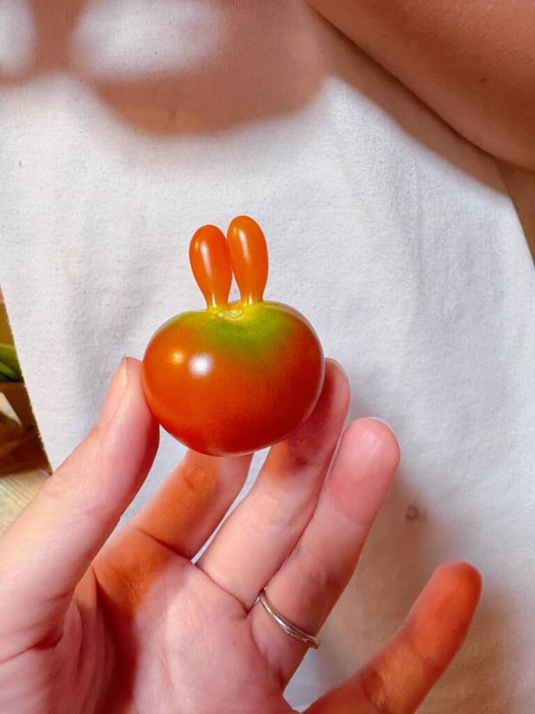 『ちいかわ』の「うさぎ」にそっくりなミニトマトが収穫された!