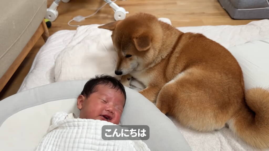 ケイちゃんを見守るむぎちゃん