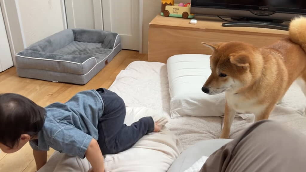 さっくんのことも見守ってくれるむぎちゃん