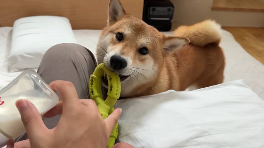 おもちゃで遊んでもらって笑顔！
