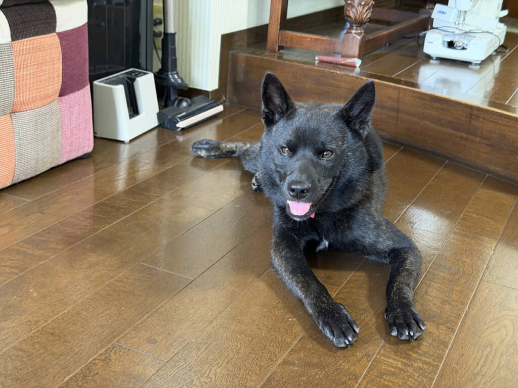 かわいくもかっこいい甲斐犬に育ちました!