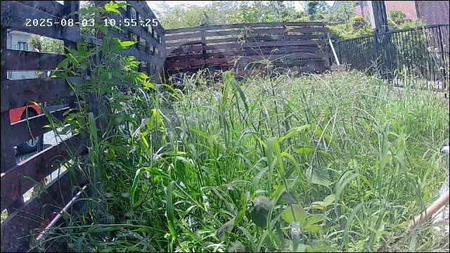 さまざまな種類の草が伸びているドッグラン