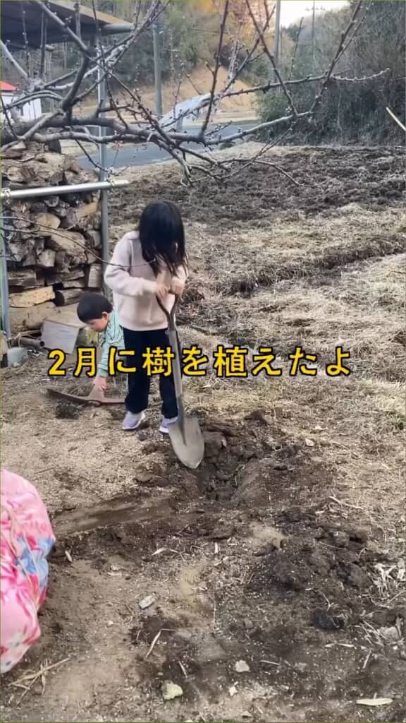 桃の苗木を植える様子