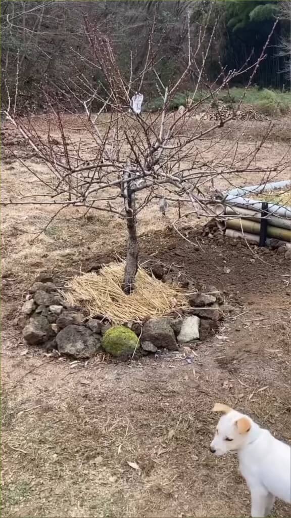 植え付けが完了