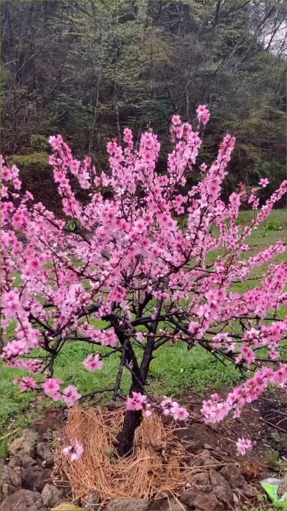 満開に咲く桃の花