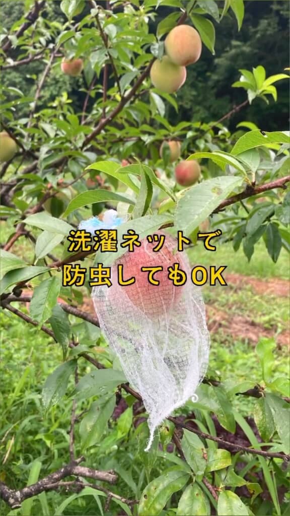 害虫対策にはネットを使用