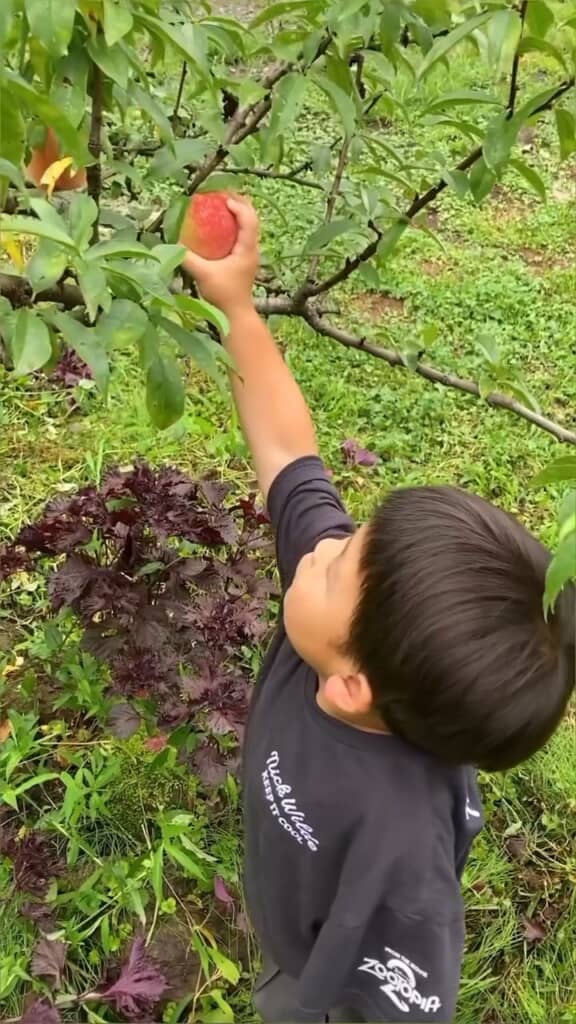 桃を収穫する息子くん