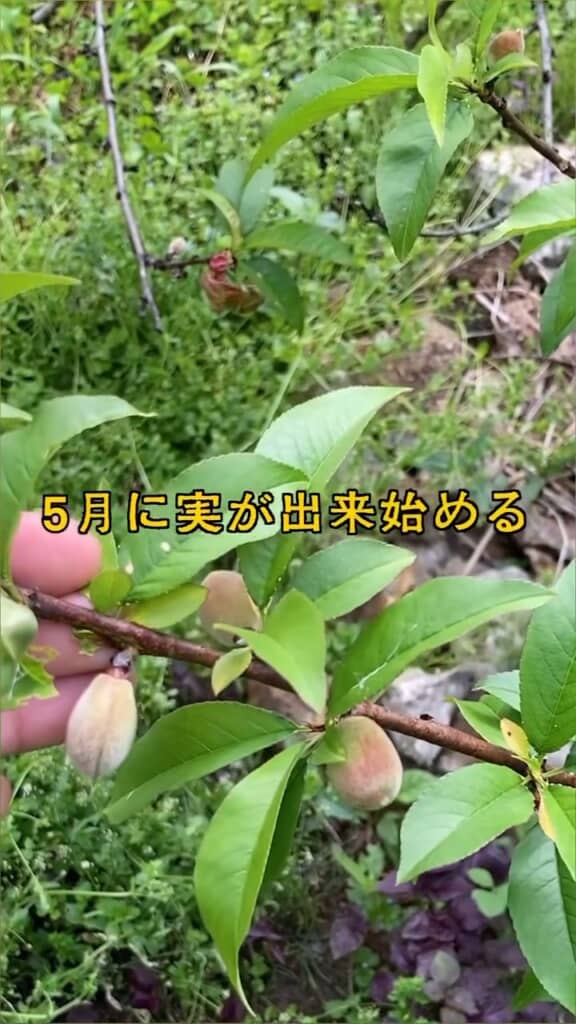 出来始めの実