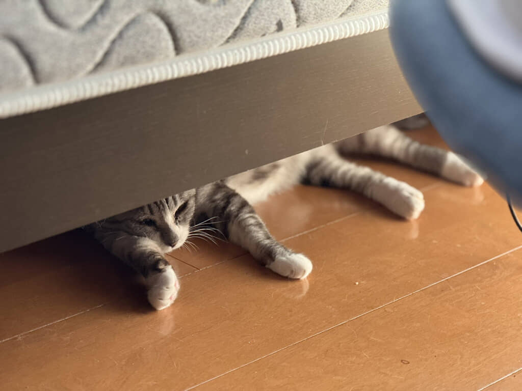 猫ちゃんの手足でした