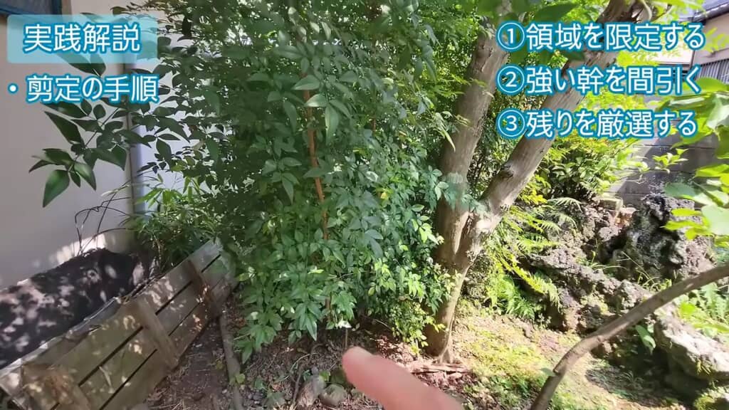 縦横に広がり隣のモミジにかぶっているナンテン