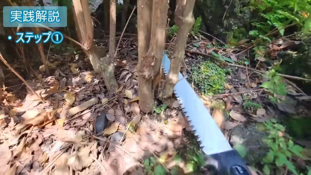 不要な幹を地際から切る