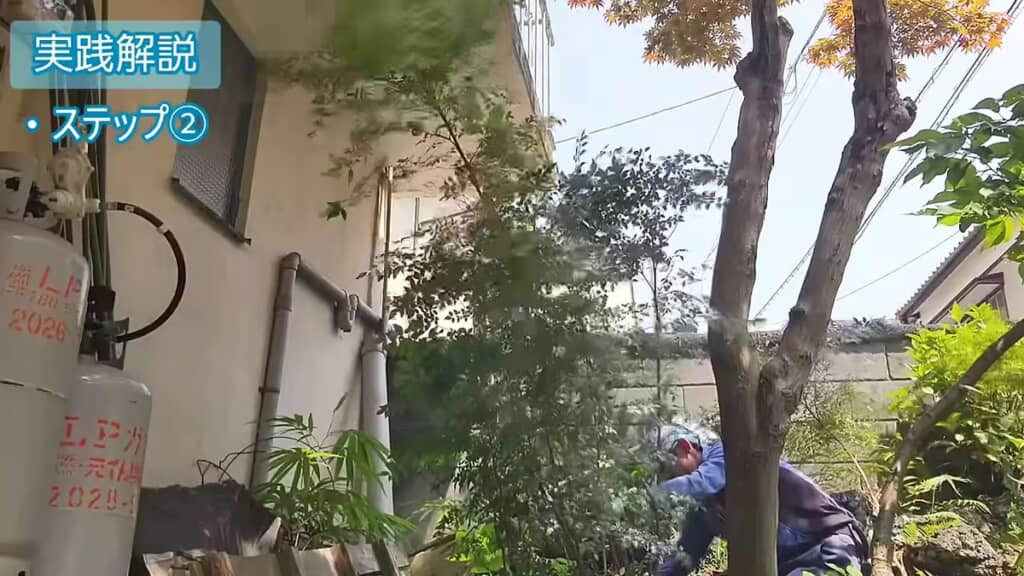 間引かれていくナンテンの幹